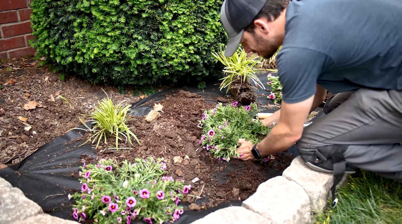 Professional landscaper maintaining mulch beds with fresh plantings